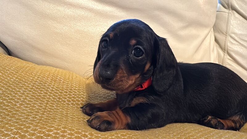 Beautiful female mini dachshund puppies for sale in Faringdon, Oxfordshire - Image 4