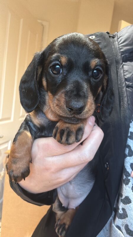 Beautiful female mini dachshund puppies for sale in Faringdon, Oxfordshire - Image 5