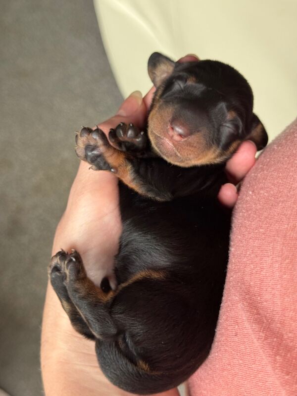 Beautiful female mini dachshund puppies for sale in Faringdon, Oxfordshire - Image 6