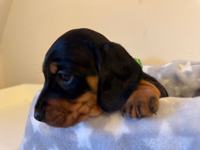 Beautiful female mini dachshund puppies for sale in Faringdon, Oxfordshire - Image 8