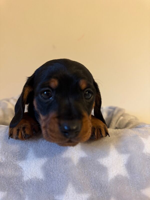 Beautiful female mini dachshund puppies for sale in Faringdon, Oxfordshire - Image 9