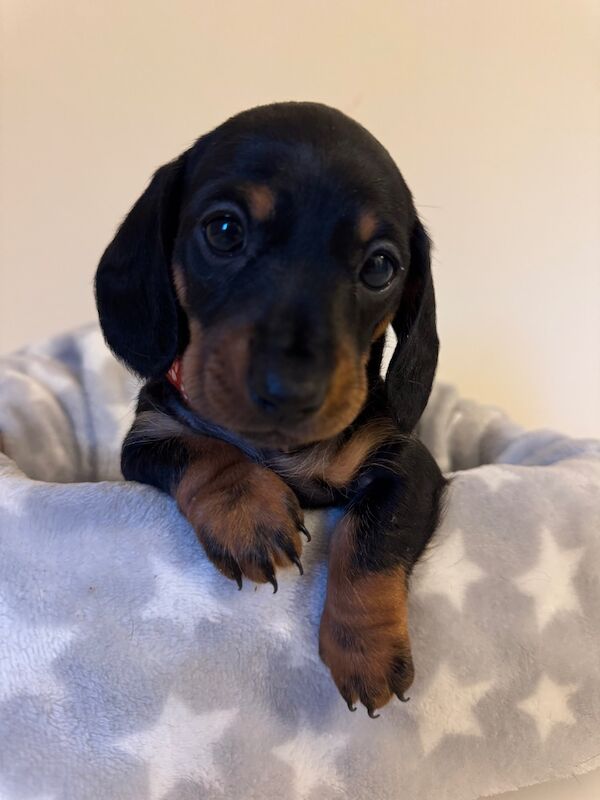 Beautiful female mini dachshund puppies for sale in Faringdon, Oxfordshire - Image 10