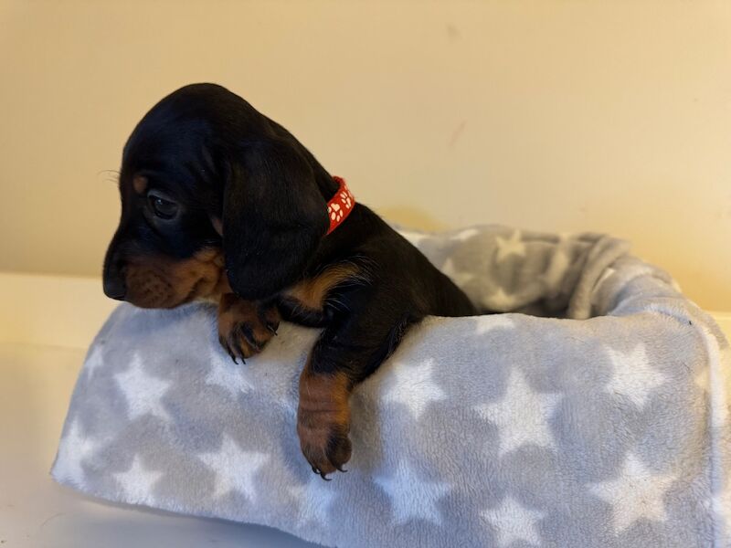 Beautiful female mini dachshund puppies for sale in Faringdon, Oxfordshire - Image 11