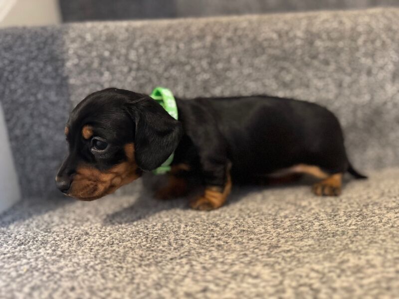 Beautiful female mini dachshund puppies for sale in Faringdon, Oxfordshire - Image 12