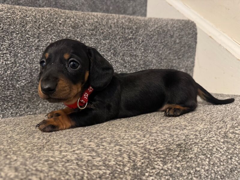 Beautiful female mini dachshund puppies for sale in Faringdon, Oxfordshire - Image 13