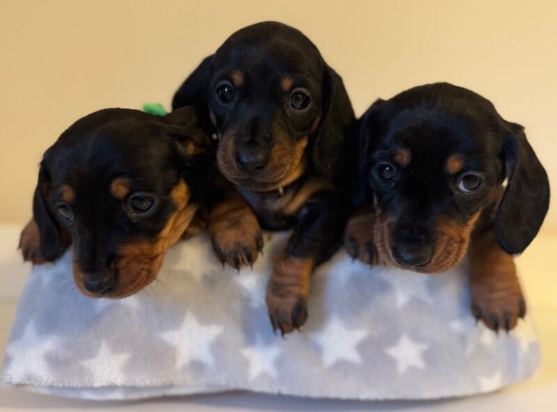 Beautiful female mini dachshund puppies for sale in Faringdon, Oxfordshire - Image 15