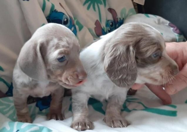 Beautiful isabella minature dachshund puppies for sale in Doncaster, South Yorkshire