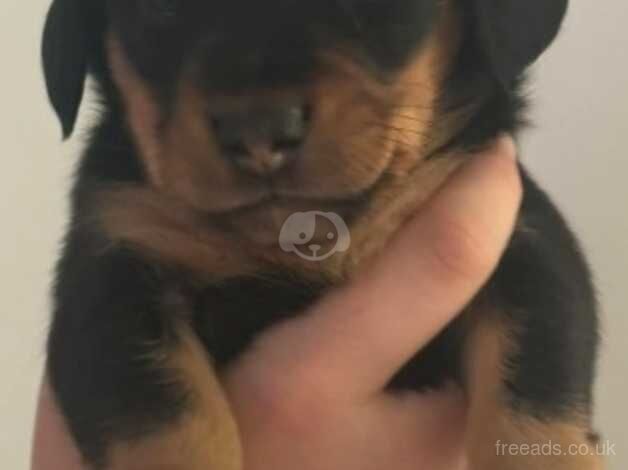 Beautiful kc reg mini Daschunds for sale in Havering, London - Image 2