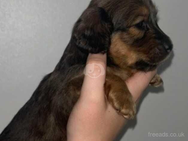 Beautiful kc reg mini Daschunds for sale in Havering, London - Image 3