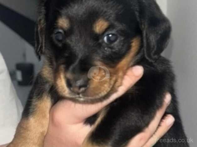 Beautiful kc reg mini Daschunds for sale in Havering, London - Image 4