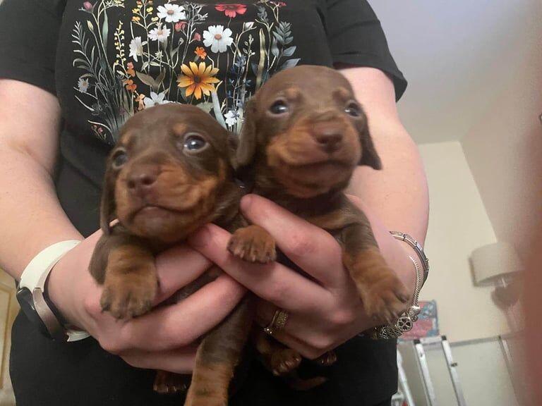 Beautiful KC registered miniature dachshund for sale in Ferndale, Mid Glamorgan