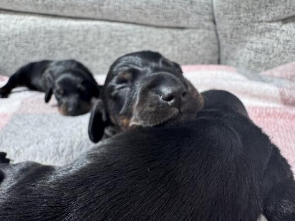 Beautiful litter of 6 Smooth haired miniature dachshunds for sale in Exeter, Devon