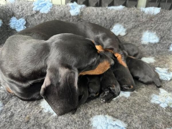 Beautiful litter of 6 Smooth haired miniature dachshunds for sale in Exeter, Devon - Image 2