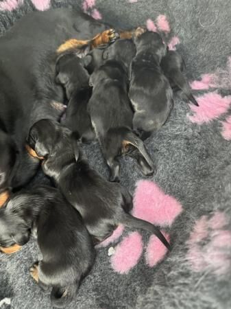 Beautiful litter of 6 Smooth haired miniature dachshunds for sale in Exeter, Devon - Image 3
