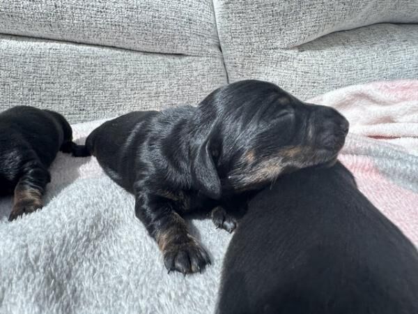 Beautiful litter of 6 Smooth haired miniature dachshunds for sale in Exeter, Devon - Image 4