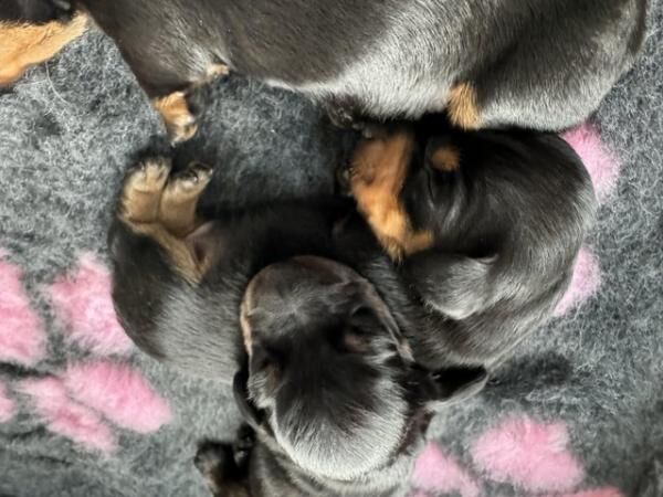 Beautiful litter of 6 Smooth haired miniature dachshunds for sale in Exeter, Devon - Image 5