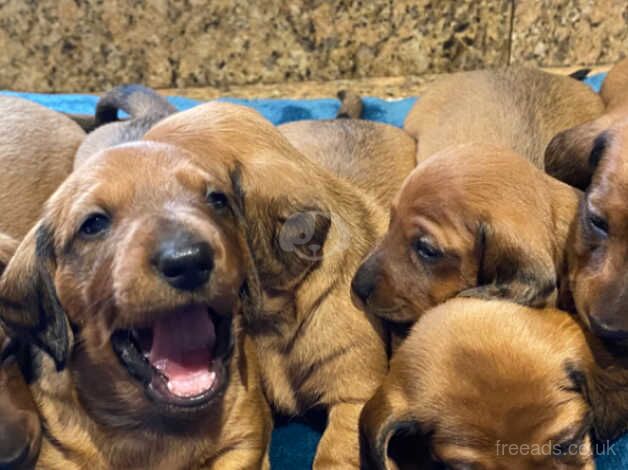 Beautiful litter of 6 x KC registered, red, smooth haired miniature dachshund puppies. for sale in Wolverhampton, West Midlands - Image 1