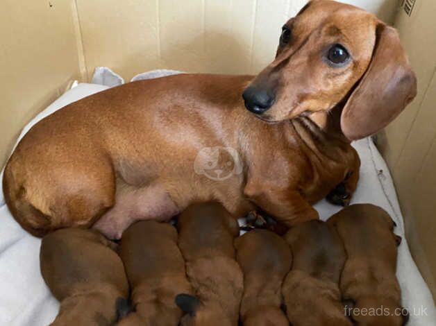 Beautiful litter of 6 x KC registered, red, smooth haired miniature dachshund puppies. for sale in Wolverhampton, West Midlands - Image 2