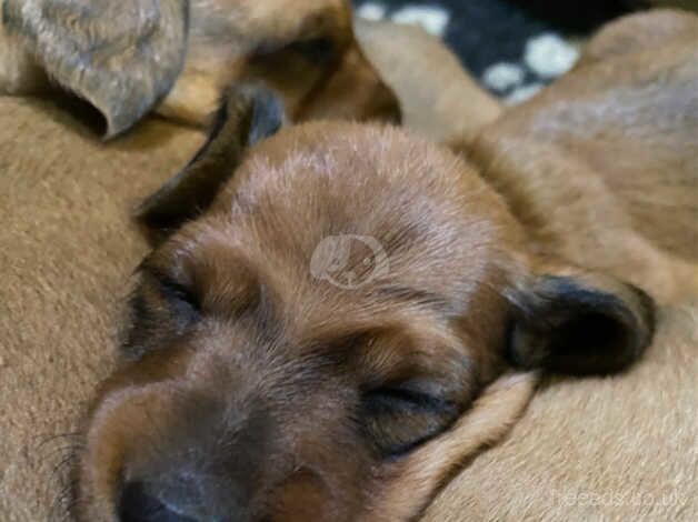 Beautiful litter of 6 x KC registered, red, smooth haired miniature dachshund puppies. for sale in Wolverhampton, West Midlands - Image 3