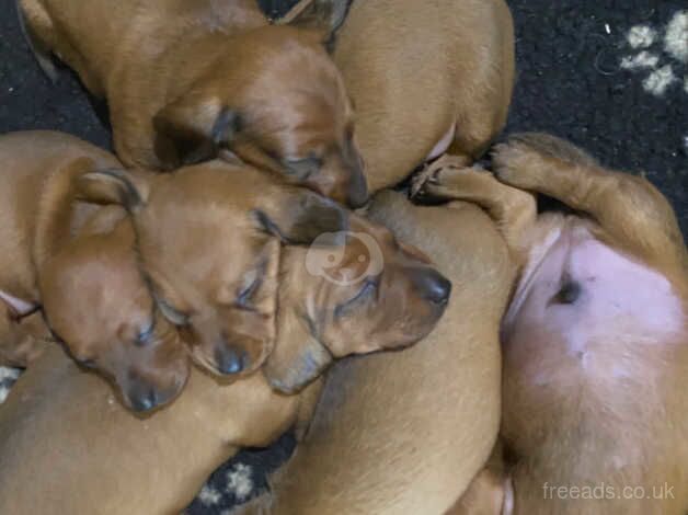 Beautiful litter of 6 x KC registered, red, smooth haired miniature dachshund puppies. for sale in Wolverhampton, West Midlands - Image 4