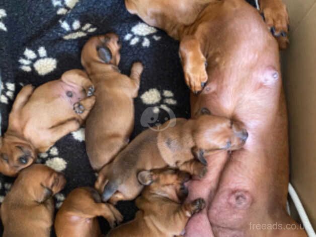 Beautiful litter of 6 x KC registered, red, smooth haired miniature dachshund puppies. for sale in Wolverhampton, West Midlands - Image 5