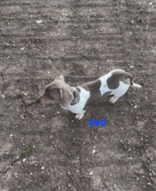 Beautiful litter of minature dachshund puppies for sale in Portsmouth, Hampshire - Image 7