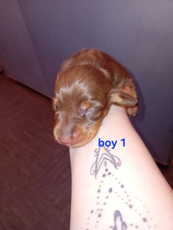 Dachshund Puppies for sale