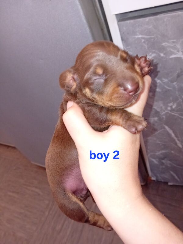 Beautiful litter of minature dachshund puppies for sale in Portsmouth, Hampshire - Image 5