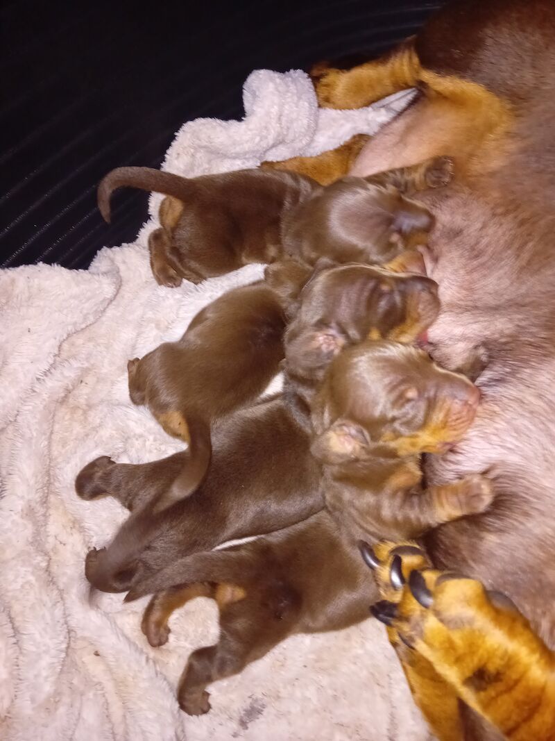 Beautiful litter of minature dachshund puppies for sale in Portsmouth, Hampshire