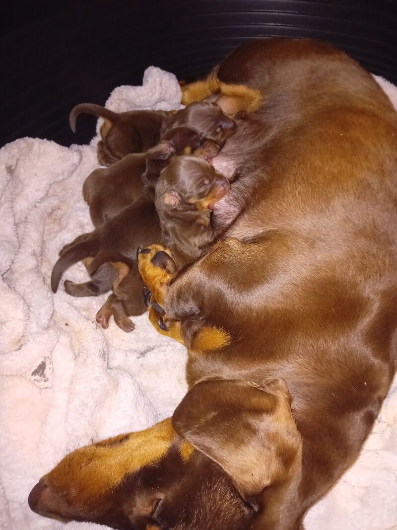 Beautiful litter of minature dachshund puppies for sale in Portsmouth, Hampshire - Image 2