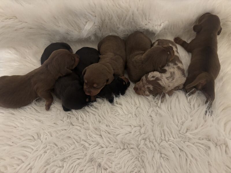 Beautiful litter of miniature dachshunds for sale in Poole, Dorset