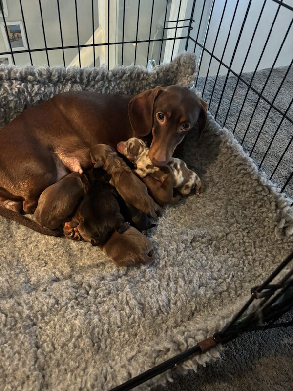 Beautiful litter of miniature dachshunds for sale in Poole, Dorset - Image 2