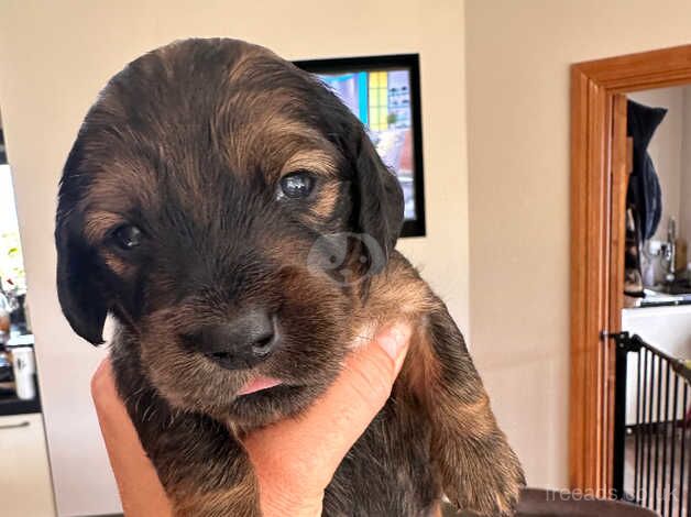 Beautiful little dachshund for sale 2 boys 5 girls for sale in Sittingbourne, Kent