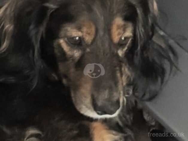 Beautiful little dachshund for sale 2 boys 5 girls for sale in Sittingbourne, Kent - Image 2