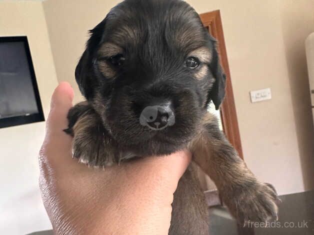 Beautiful little dachshund for sale 2 boys 5 girls for sale in Sittingbourne, Kent - Image 3