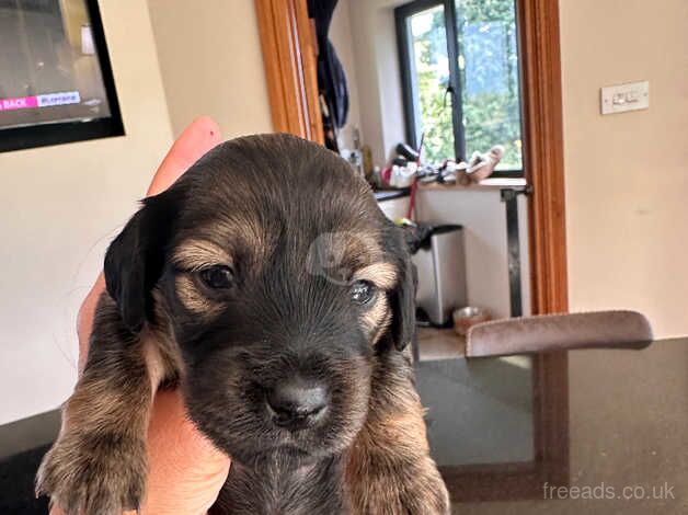 Beautiful little dachshund for sale 2 boys 5 girls for sale in Sittingbourne, Kent - Image 4