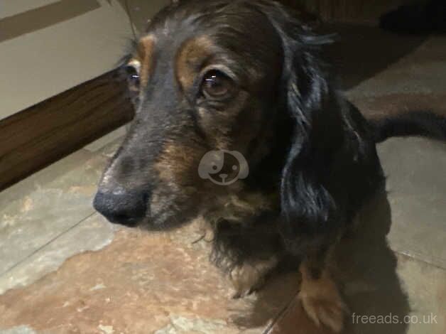 Dachshund Puppies for sale in Kent