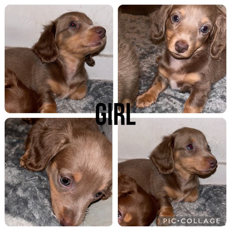 Dachshunds for sale in Cardiff/Caerdydd, Cardiff