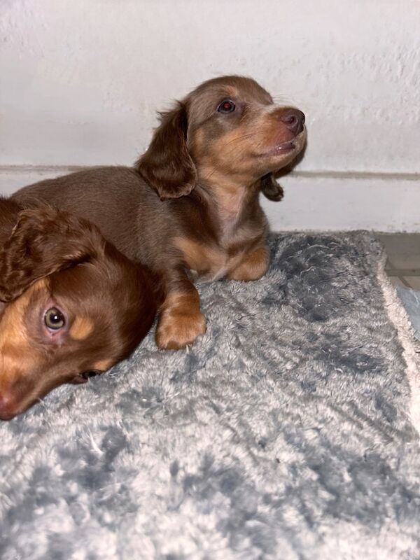 KC Registered Dachshund Puppies for sale in Cardiff