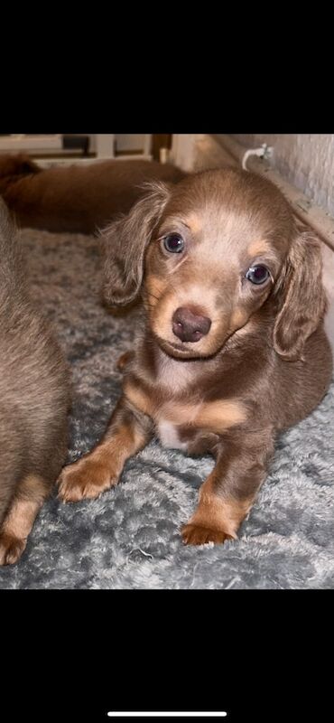 Dachshund Puppies for sale