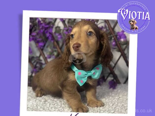 Beautiful Longhair Dachshund Furbabies for sale in Castle Douglas, Dumfries and Galloway