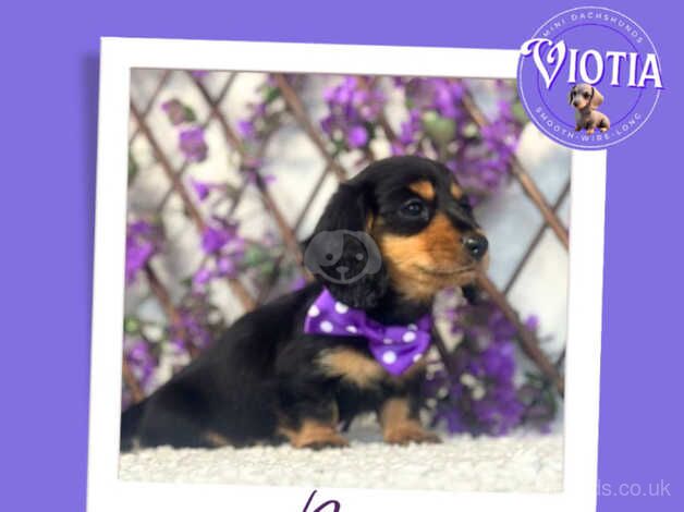 Beautiful Longhair Dachshund Furbabies for sale in Castle Douglas, Dumfries and Galloway - Image 2