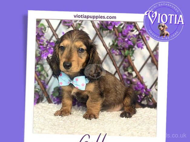 Beautiful Longhair Dachshund Furbabies for sale in Castle Douglas, Dumfries and Galloway - Image 4