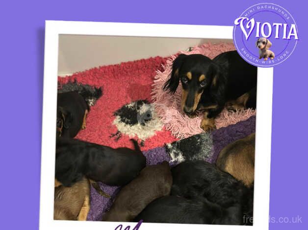 Beautiful Longhair Dachshund Furbabies for sale in Castle Douglas, Dumfries and Galloway - Image 5