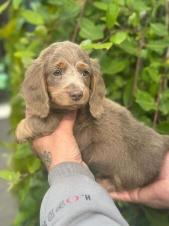 Beautiful Longhaired Miniature Dachshund Male Puppy for sale in Walsall, West Midlands