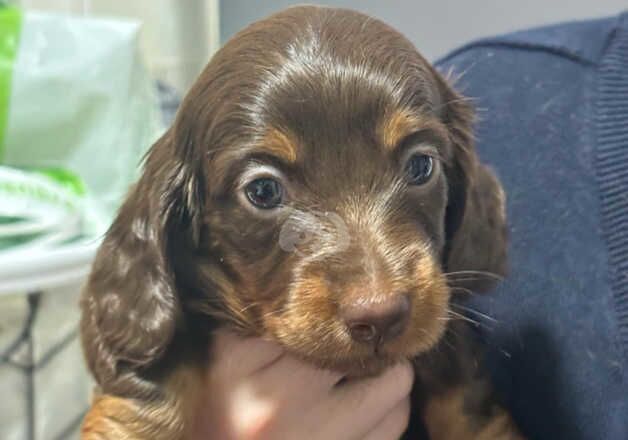 Beautiful longhaired miniature dachshunds for sale in Swansea/Abertawe, Swansea