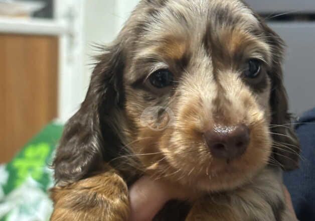 Dachshunds for sale in Swansea/Abertawe, Swansea