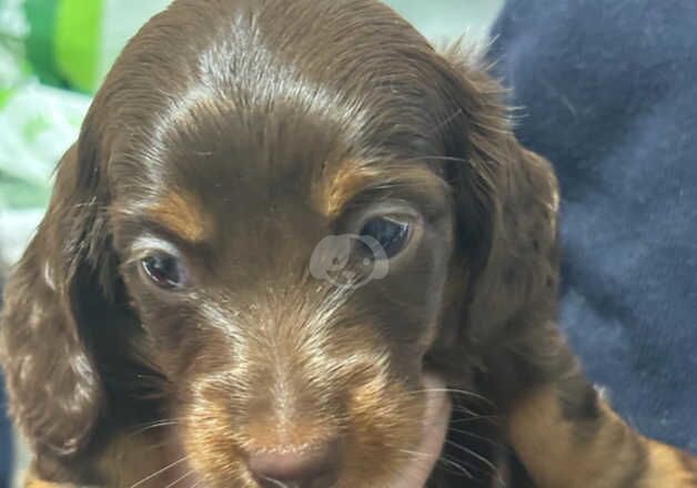 Beautiful longhaired miniature dachshunds for sale in Swansea/Abertawe, Swansea - Image 3