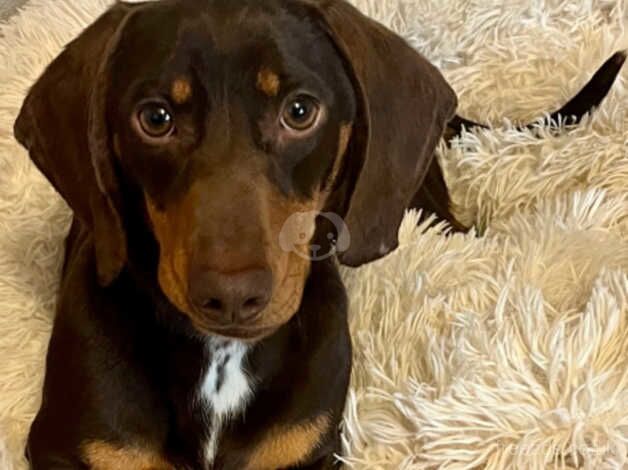 Beautiful male dachshund for sale in Blackburn, Moray