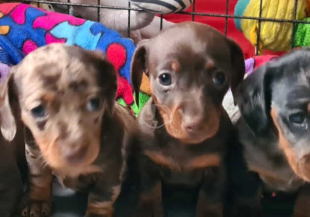 Beautiful Minature dachshund puppies for sale in Steyning, West Sussex